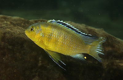 Tropheops sp. 'gome yellow' Chiofu Bay